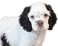 Calliope , a female Cocker Spaniel for sale in Ardmore, OK – 4 of 8