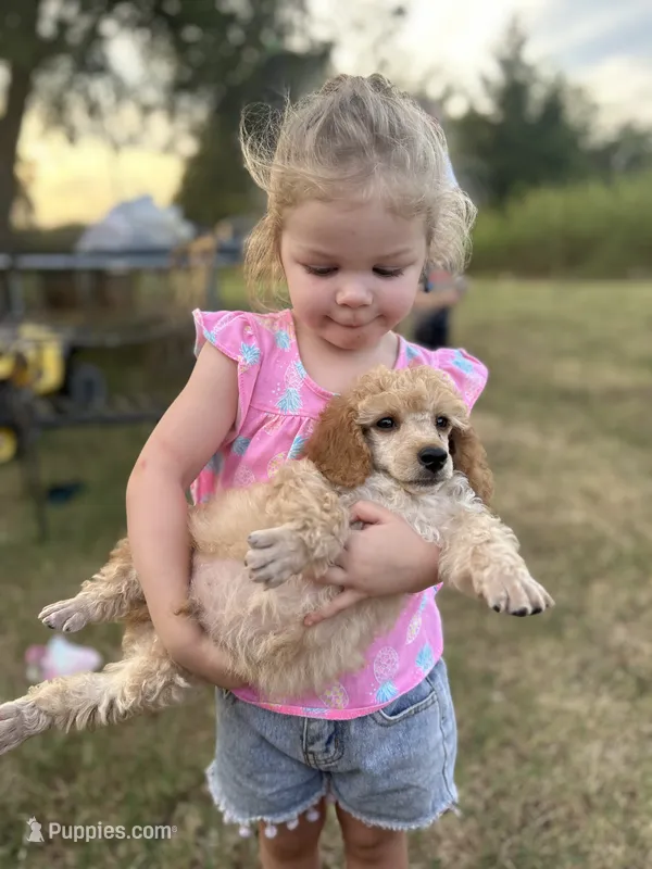 Levi – Poodle - Miniature  puppy for sale in Ardmore, OK