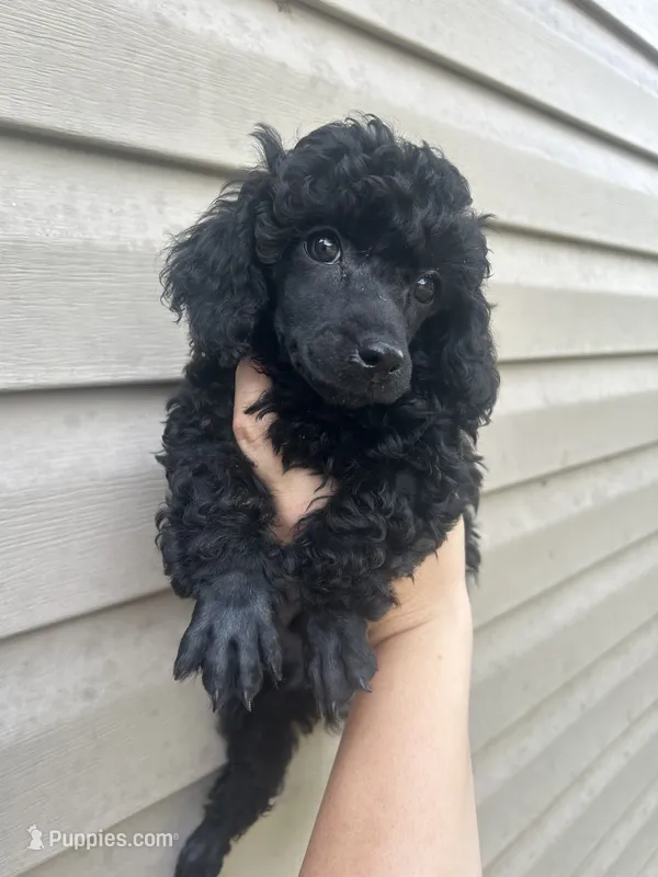 Ace – Poodle - Miniature  puppy for sale in Ardmore, OK