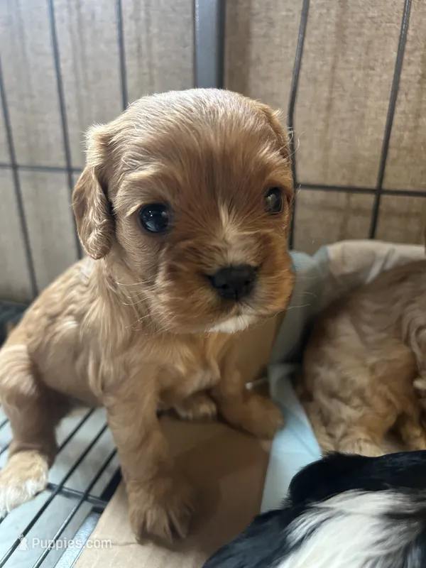 Dumplin – Cavalier King Charles Spaniel puppy for sale in Ardmore, OK