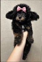 Winnie, a female Poodle - Miniature  for sale in Ardmore, OK – 1 of 2