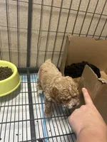 Wren, a female Poodle - Miniature  for sale in Ardmore, OK – 5 of 5