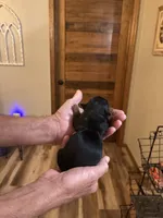 Hershey, a female Yorkshire Terrier for sale in Ardmore, OK – 2 of 6