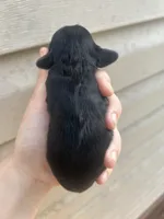 Fern, a female Cocker Spaniel for sale in Ardmore, OK – 2 of 4