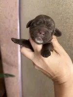 Ollie, a male Cocker Spaniel for sale in Ardmore, OK – 2 of 2