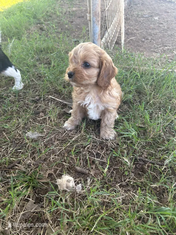 Frankie – Cavapoo puppy for sale in Ardmore, OK