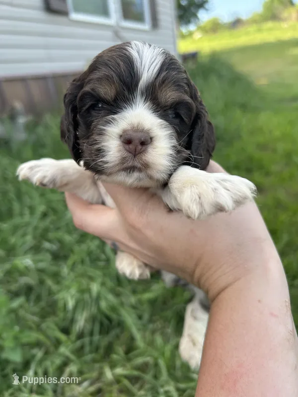 Sam – Cocker Spaniel puppy for sale in Ardmore, OK