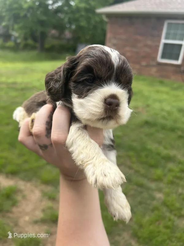 Sam – Cocker Spaniel puppy for sale in Ardmore, OK