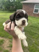 Sam, a male Cocker Spaniel for sale in Ardmore, OK – Photo 1 of 2