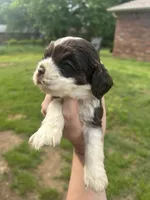 Sam, a male Cocker Spaniel for sale in Ardmore, OK – Photo 2 of 2