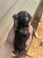 Fern, a female Cocker Spaniel for sale in Ardmore, OK – 1 of 4