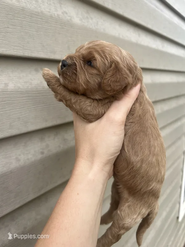 Noodle – Cavalier King Charles Spaniel puppy for sale in Ardmore, OK