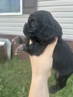 Skeeter, a female Cocker Spaniel for sale in Ardmore, OK – 2 of 2