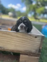 Scout, a male Cocker Spaniel for sale in Ardmore, OK – 1 of 2