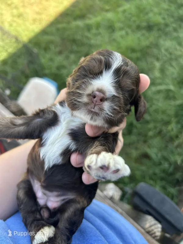 Athena – Cocker Spaniel puppy for sale in Ardmore, OK