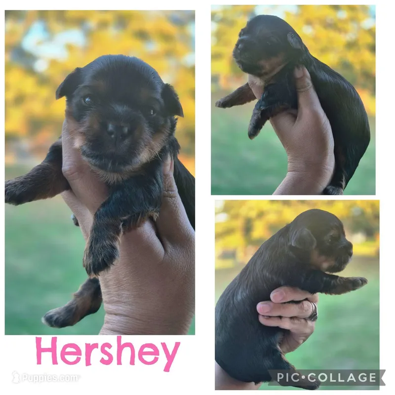 Hershey – Yorkshire Terrier puppy for sale in Ardmore, OK