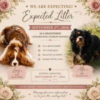 Pickles , a female Cavalier King Charles Spaniel for sale in Ardmore, OK – 5 of 5