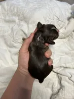 Athena, a female Cocker Spaniel for sale in Ardmore, OK – 3 of 4