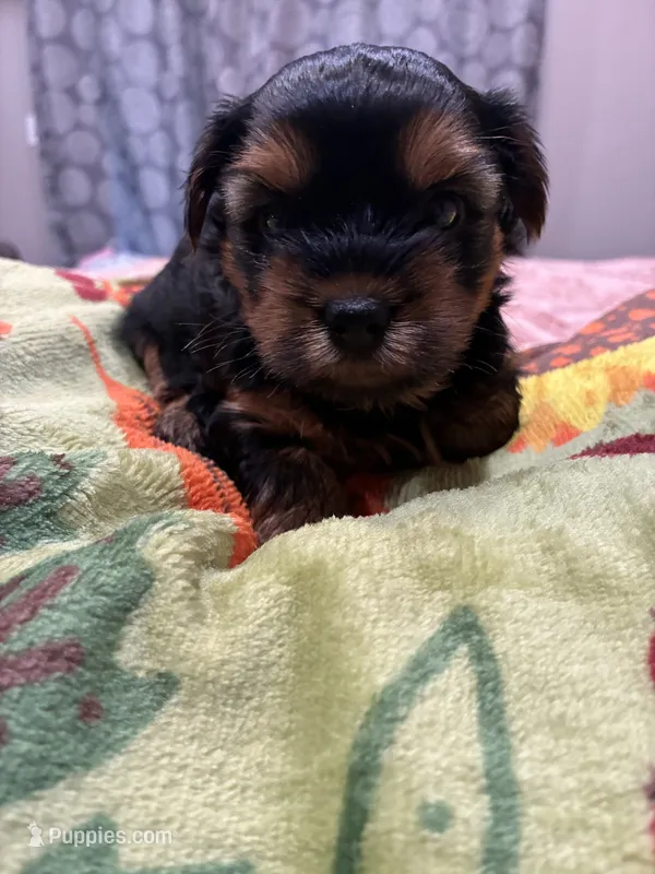 Hershey – Yorkshire Terrier puppy for sale in Ardmore, OK