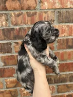 Pickles, a female Cocker Spaniel for sale in Ardmore, OK – Photo 2 of 4