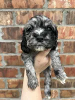 Pickles, a female Cocker Spaniel for sale in Ardmore, OK – Photo 1 of 4
