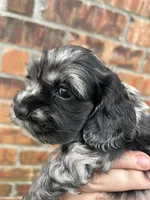 Pickles, a female Cocker Spaniel for sale in Ardmore, OK – Photo 3 of 4