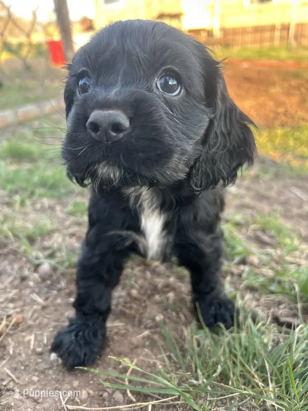 Elliot  – Cocker Spaniel puppy for sale in Ardmore, OK