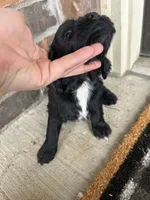 Elliot , a male Cocker Spaniel for sale in Ardmore, OK – Photo 1 of 3