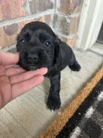 Elliot , a male Cocker Spaniel for sale in Ardmore, OK – Photo 3 of 3
