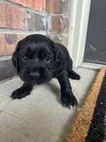 Elliot , a male Cocker Spaniel for sale in Ardmore, OK – Photo 2 of 3