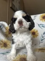 Thor, a male Cocker Spaniel for sale in Ardmore, OK – 2 of 6