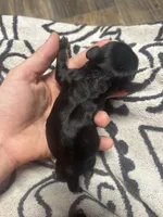 Loki, a male Cocker Spaniel for sale in Ardmore, OK – 4 of 4