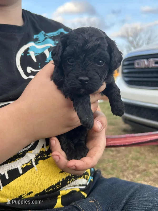 Lettie – Poodle - Miniature  puppy for sale in Ardmore, OK