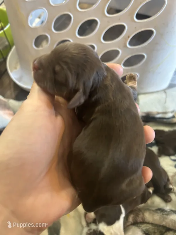 Boston – Cocker Spaniel puppy for sale in Ardmore, OK