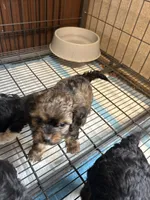 Maisie, a female Cavapoo for sale in Ardmore, OK – 2 of 2