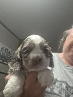 Lady Mae, a female Cocker Spaniel for sale in Ardmore, OK – 8 of 9