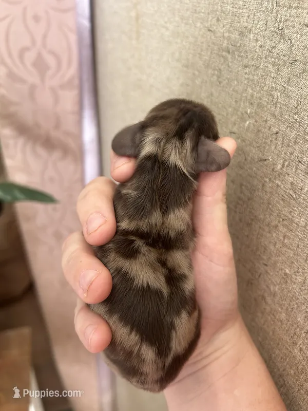 Moose – Cocker Spaniel puppy for sale in Ardmore, OK