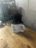 Toto, a male Poodle - Toy  for sale in Ardmore, OK – 1 of 4