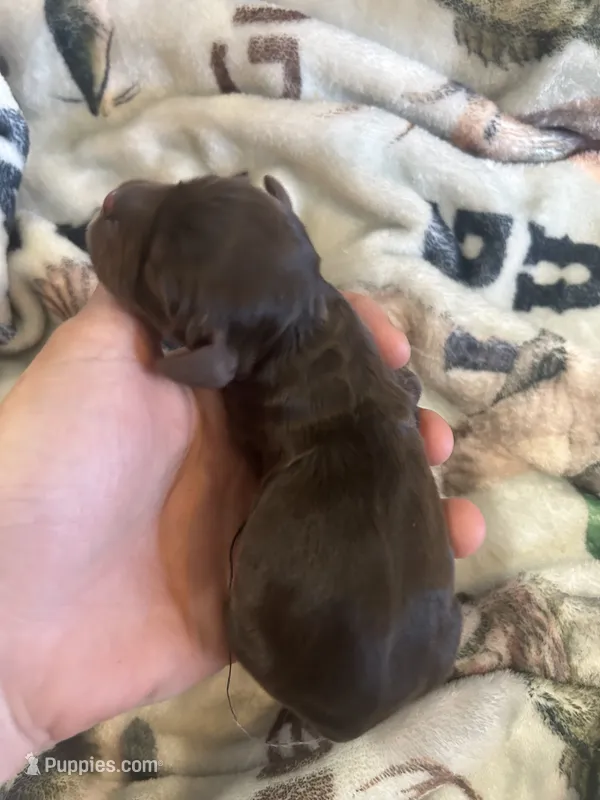 Copper – Cocker Spaniel puppy for sale in Ardmore, OK