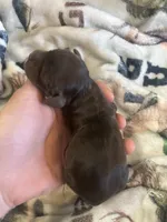 Copper, a male Cocker Spaniel for sale in Ardmore, OK – 1 of 2