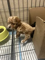 Wren, a female Poodle - Miniature  for sale in Ardmore, OK – 3 of 5
