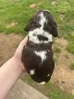 Levi, a male Cocker Spaniel for sale in Ardmore, OK – Photo 2 of 2