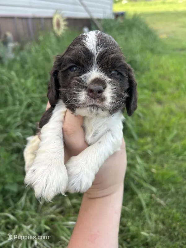 Levi – Cocker Spaniel puppy for sale in Ardmore, OK