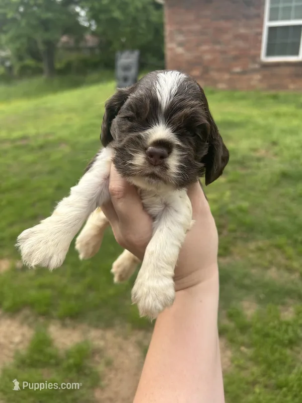 Levi – Cocker Spaniel puppy for sale in Ardmore, OK