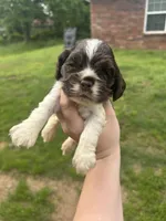 Levi, a male Cocker Spaniel for sale in Ardmore, OK – Photo 1 of 2
