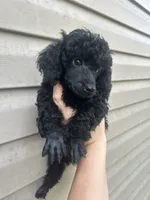 Ace, a male Poodle - Miniature  for sale in Ardmore, OK – 2 of 2