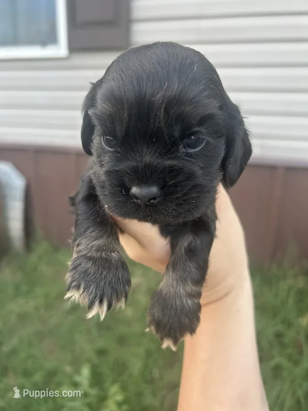 Skeeter – Cocker Spaniel puppy for sale in Ardmore, OK