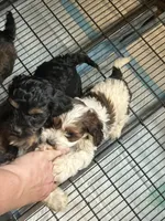 Tater, a male Cavapoo for sale in Ardmore, OK – 3 of 4