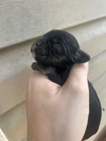 Fern, a female Cocker Spaniel for sale in Ardmore, OK – 3 of 4