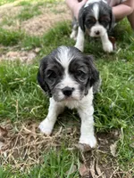 Wesley , a male Cocker Spaniel and Cockalier for sale in Ardmore, OK – Photo 7 of 7